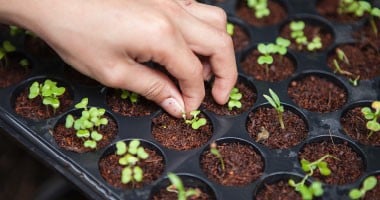 Woman checking her plants